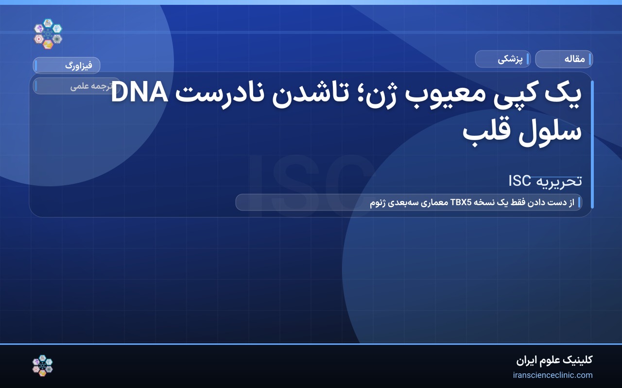 یک کپی معیوب ژن؛ تاشدن نادرست DNA سلول قلب